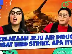 Kecelakaan Jeju Air Diduga Terjadi Akibat Bird Strike, Apa Sebenarnya Itu?
